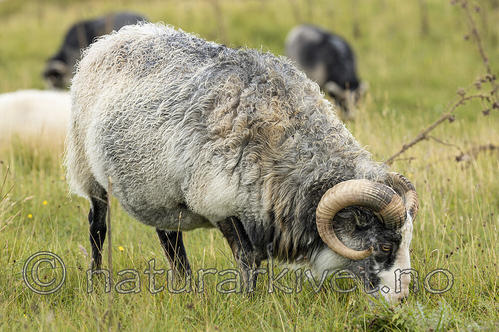 KA_210815_32 / Ovis aries / Sau