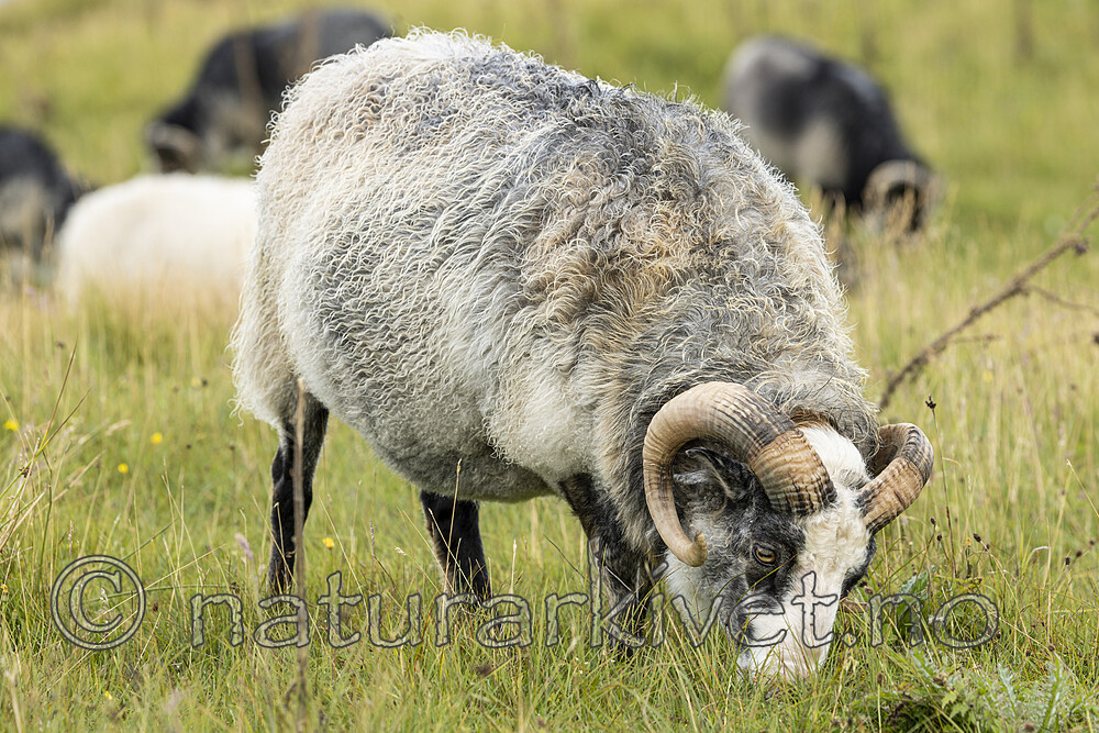 KA_210815_33 / Ovis aries / Sau