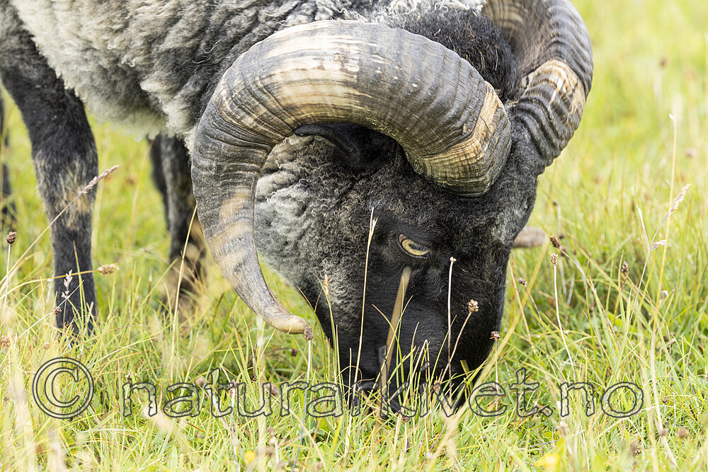 KA_210815_34 / Ovis aries / Sau