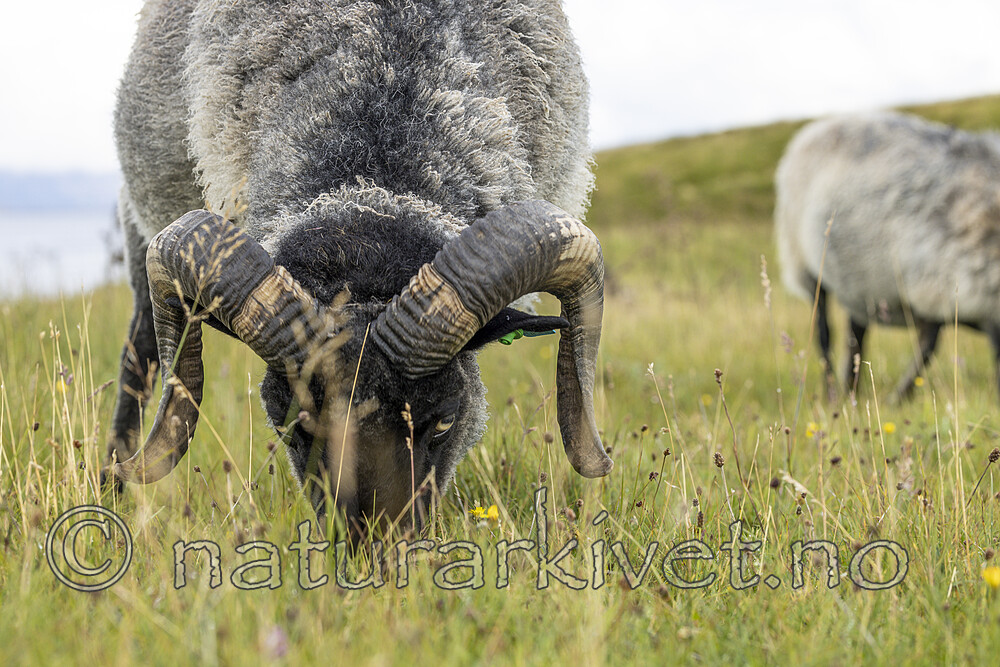 KA_210815_35 / Ovis aries / Sau