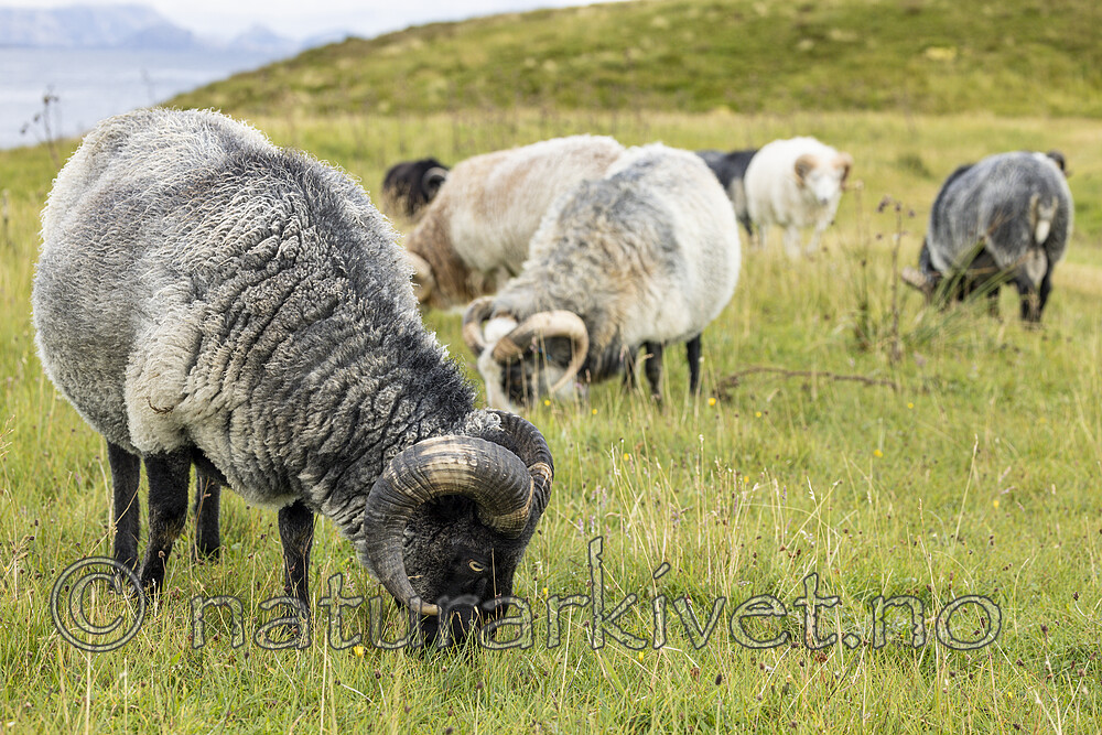 KA_210815_36 / Ovis aries / Sau