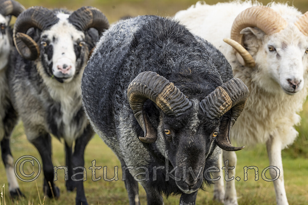 KA_210815_37 / Ovis aries / Sau