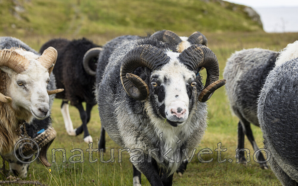 KA_210815_38 / Ovis aries / Sau