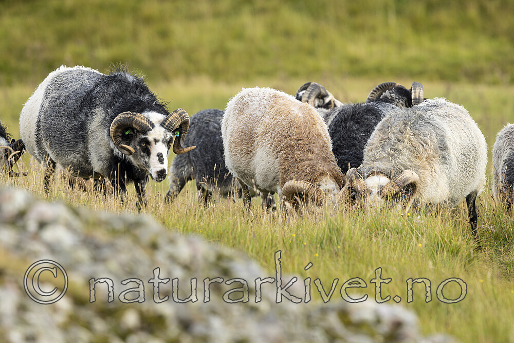 KA_210815_39 / Ovis aries / Sau