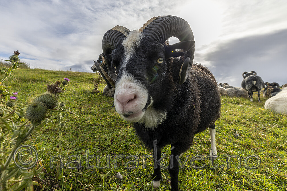 KA_210815_4 / Ovis aries / Sau