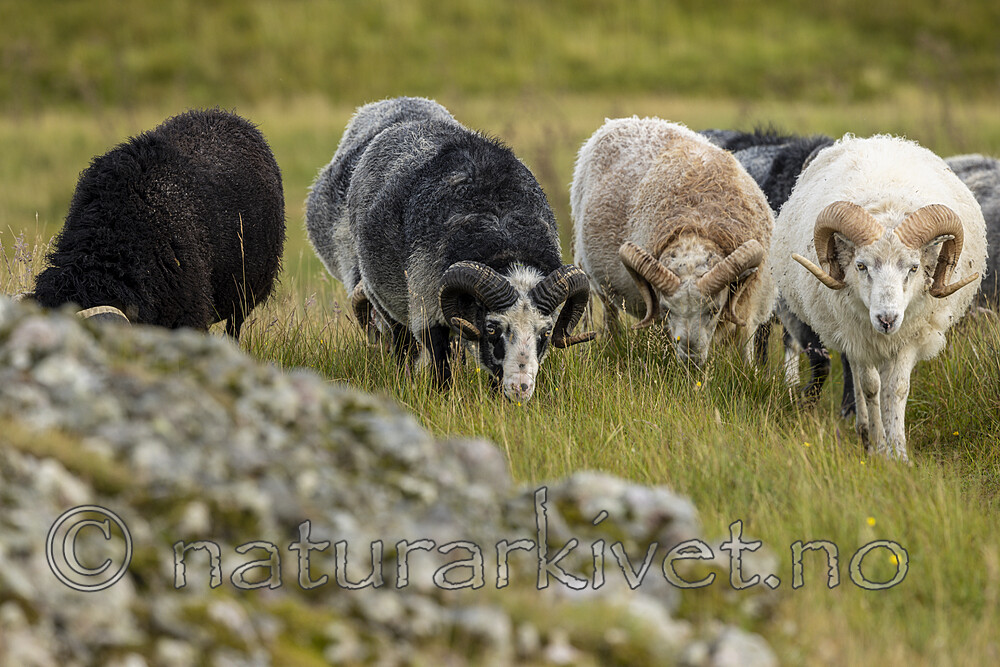 KA_210815_41 / Ovis aries / Sau