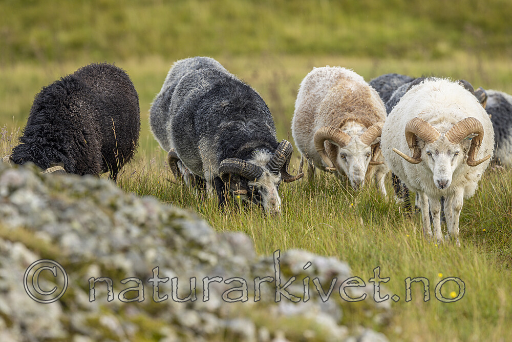 KA_210815_42 / Ovis aries / Sau