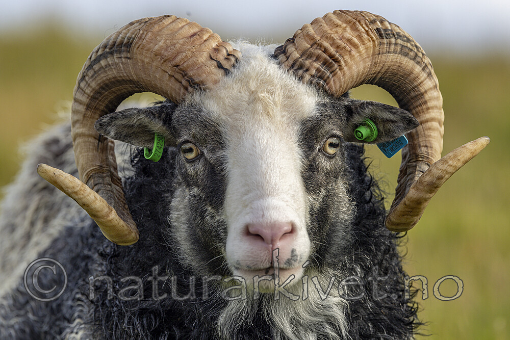 KA_210815_46 / Ovis aries / Sau