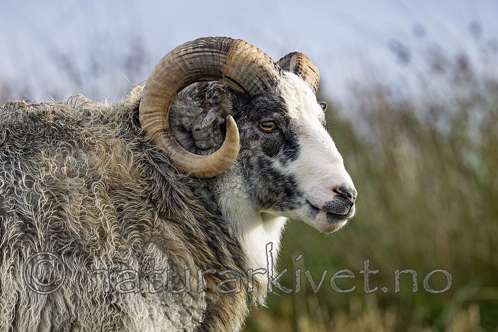 KA_210815_49 / Ovis aries / Sau