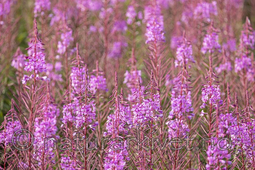 KA_210815_53 / Chamerion angustifolium / Geitrams