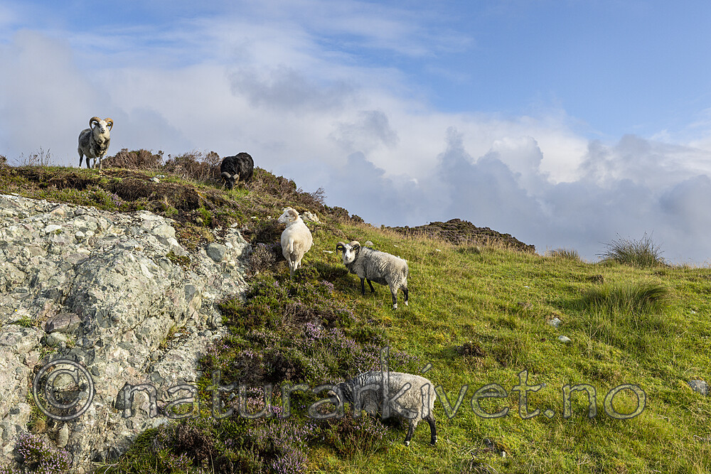 KA_210815_57 / Ovis aries / Sau