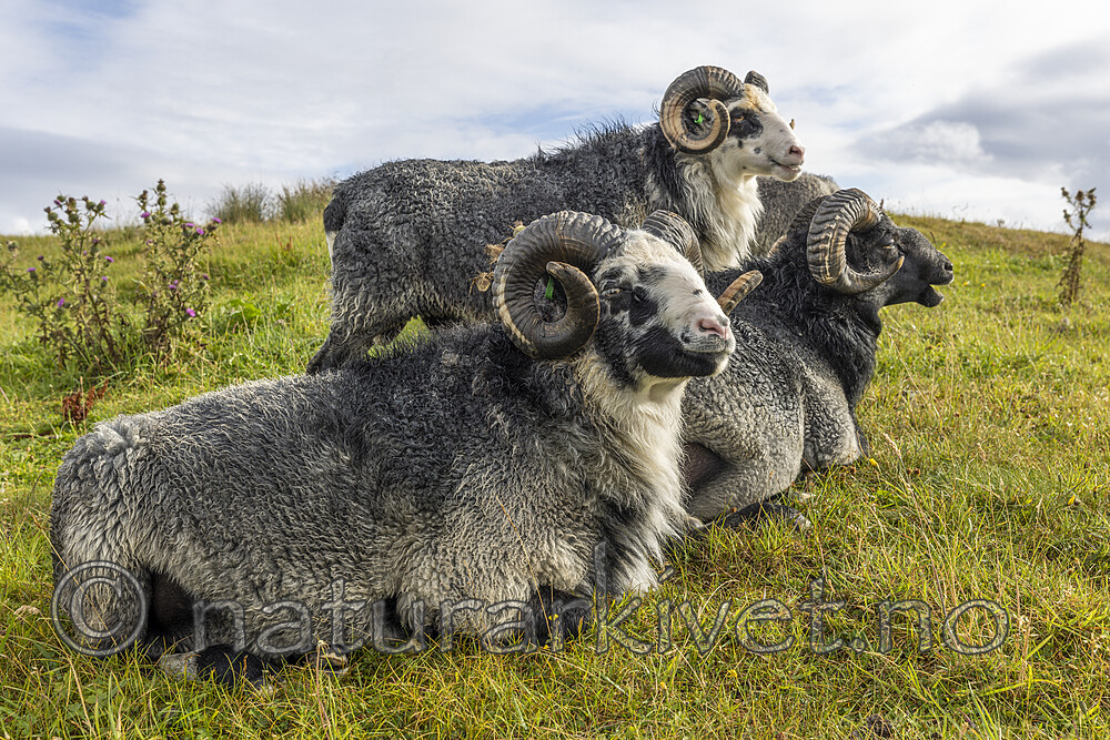 KA_210815_9 / Ovis aries / Sau