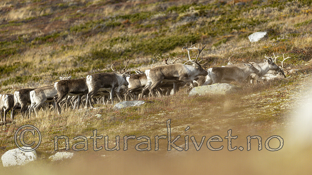 KA_211002_5 / Rangifer tarandus / Rein