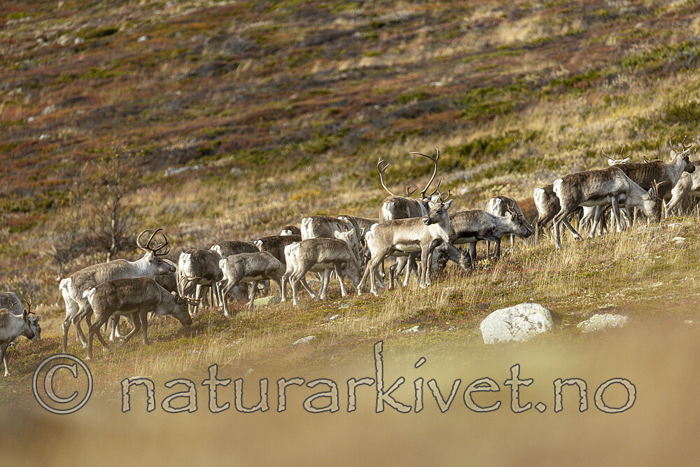 KA_211002_6 / Rangifer tarandus / Rein