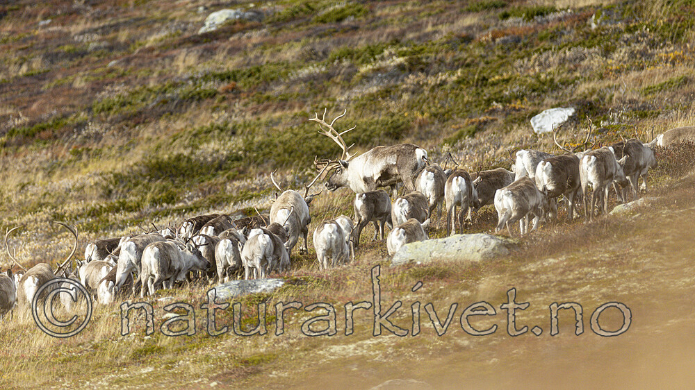 KA_211002_8 / Rangifer tarandus / Rein