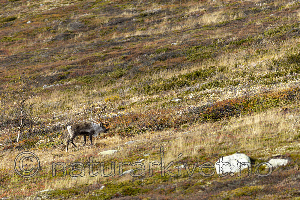 KA_211002_9 / Rangifer tarandus / Rein