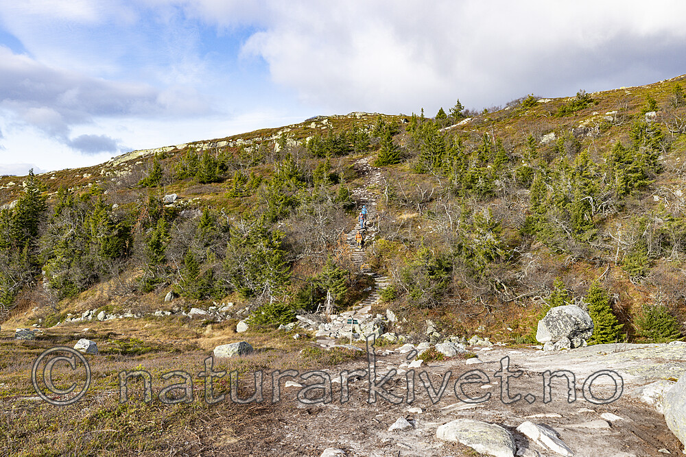 KA_211016_18 / Canis lupus familiaris / Hund