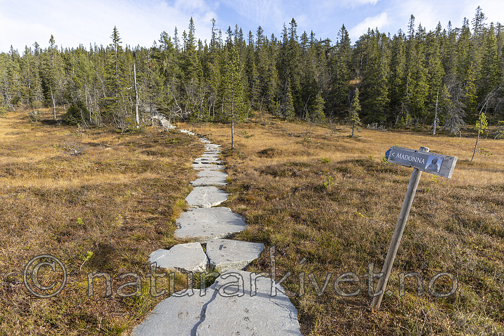 KA_211016_63 / Canis lupus familiaris / Hund