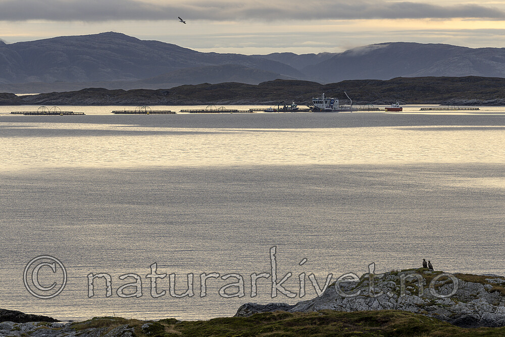 KA_211029_2 / Haliaeetus albicilla / Havørn