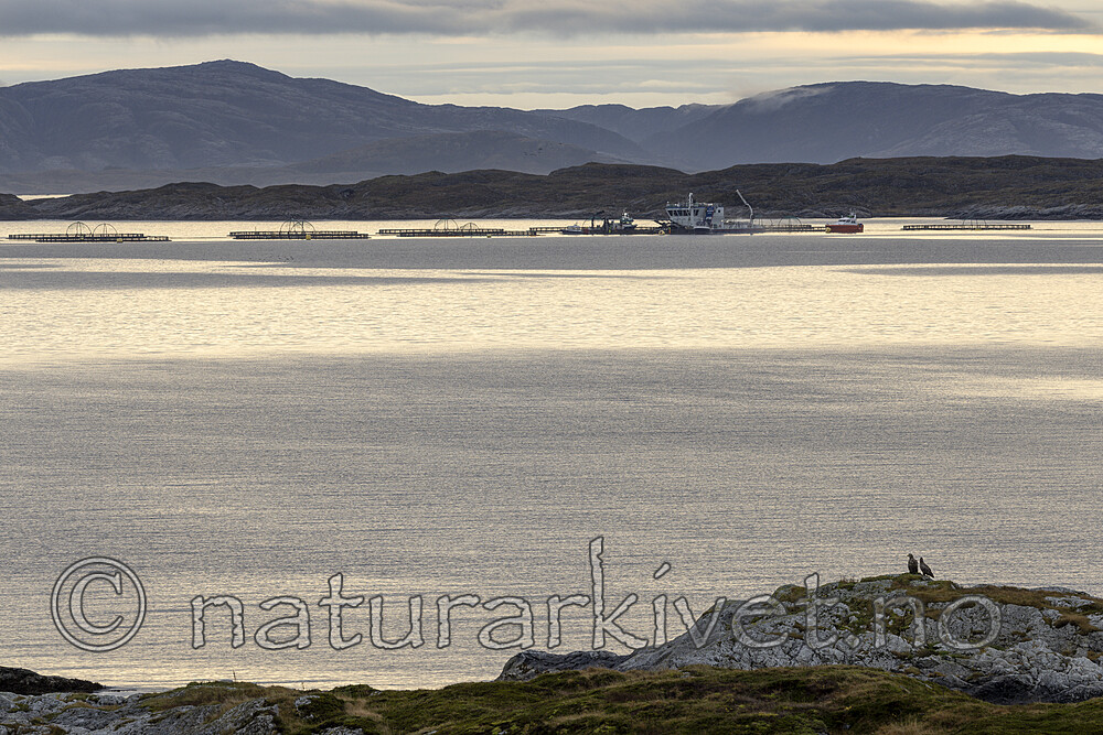 KA_211029_3 / Haliaeetus albicilla / Havørn