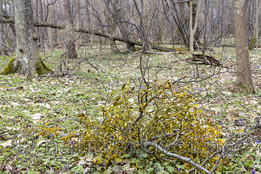 KA_220405_11 / Viscum album / Misteltein