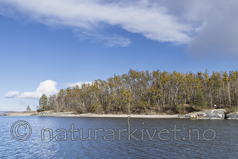 KA_220405_39 / Viscum album / Misteltein