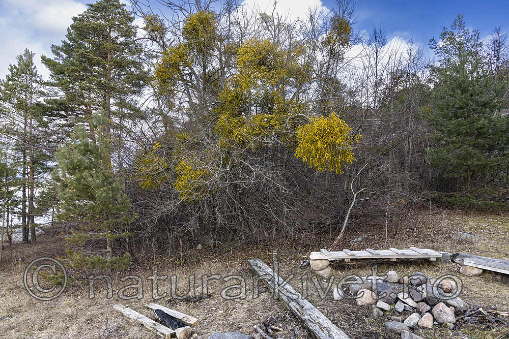 KA_220405_4 / Viscum album / Misteltein