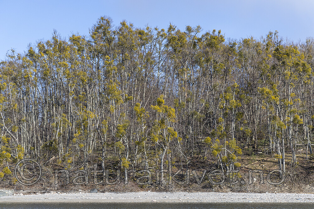 KA_220405_40 / Viscum album / Misteltein