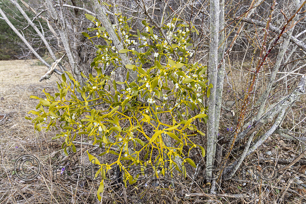 KA_220405_5 / Viscum album / Misteltein