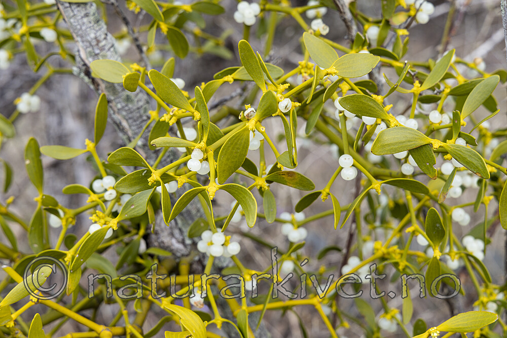 KA_220405_7 / Viscum album / Misteltein