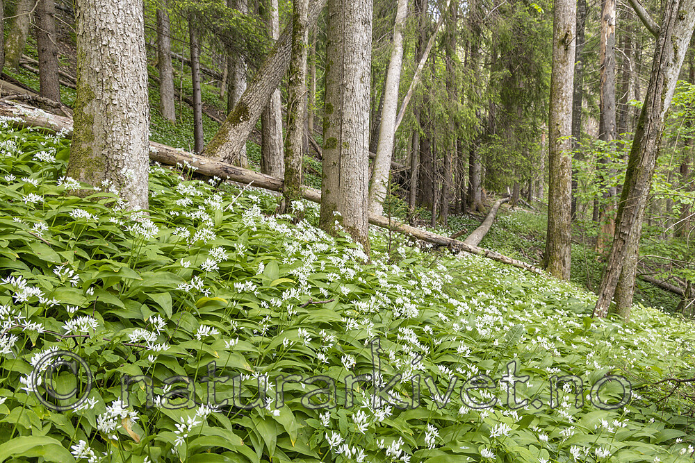 KA_220527_13 / Allium ursinum / Ramsløk