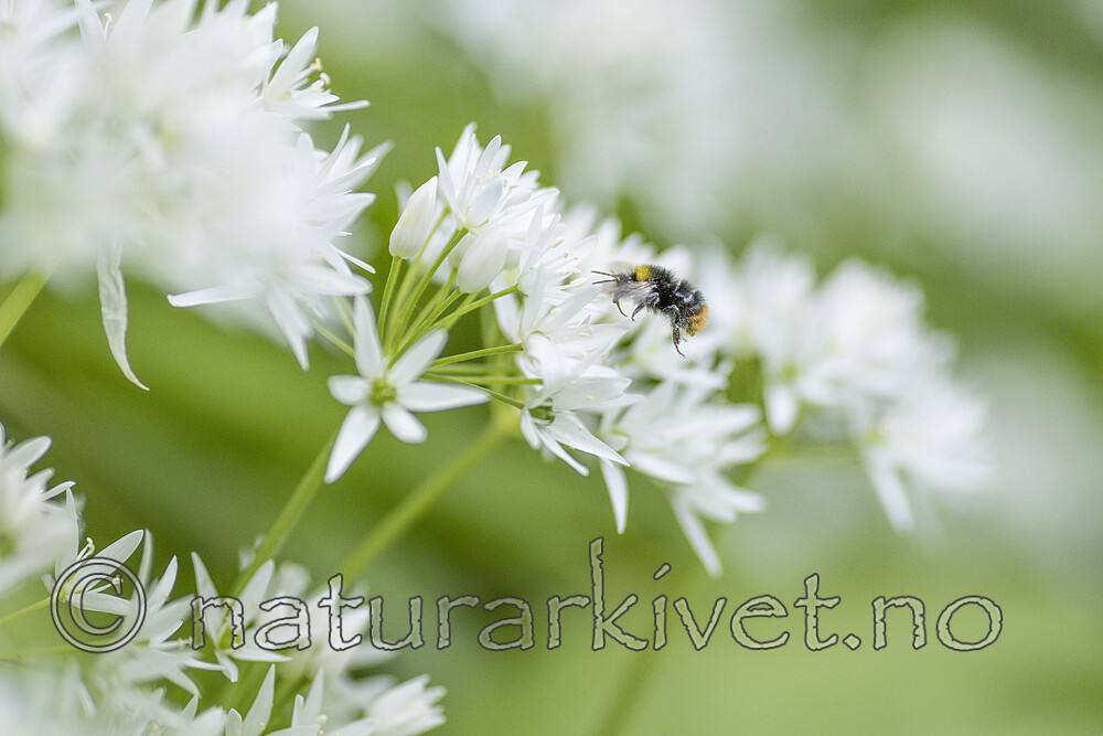 KA_220527_23 / Aagaardia protensa <br /> Allium ursinum / Ramsløk