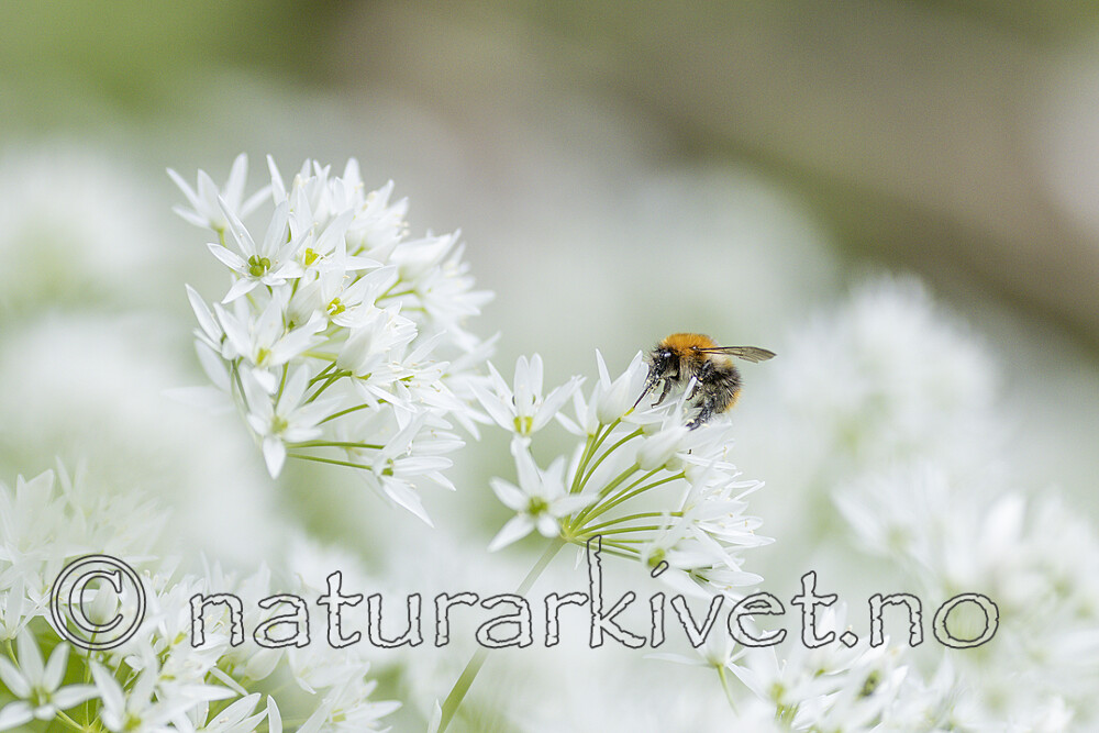 KA_220527_25 / Aagaardia protensa <br /> Allium ursinum / Ramsløk