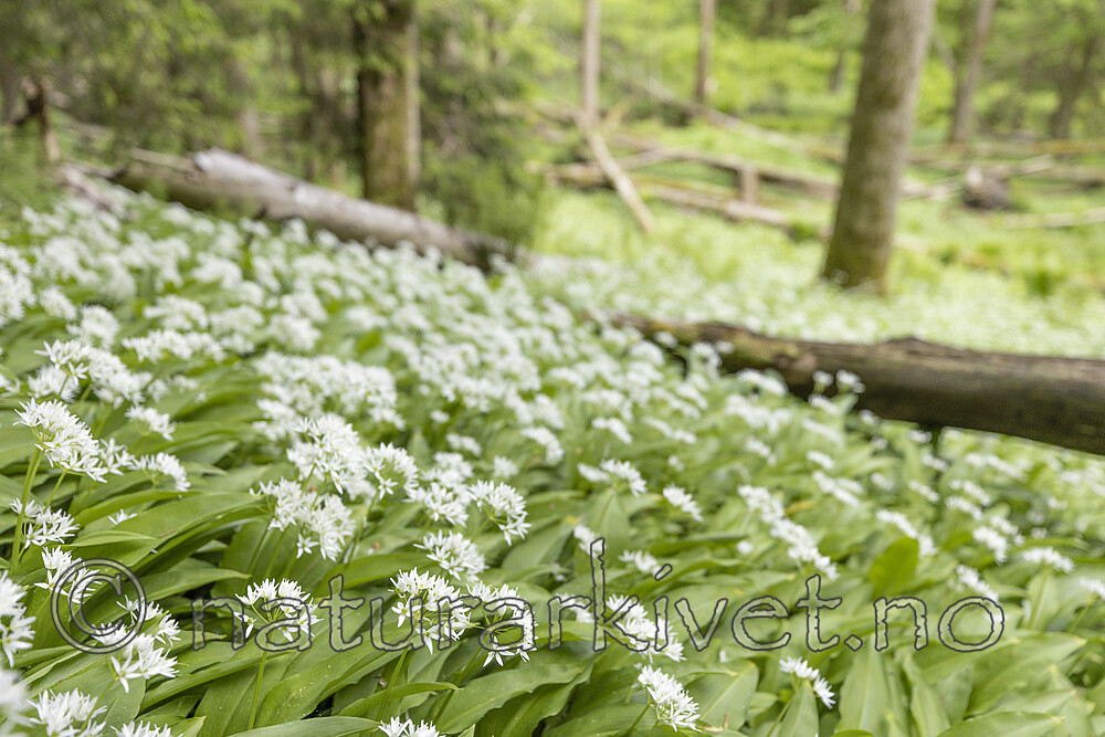 KA_220527_27 / Allium ursinum / Ramsløk