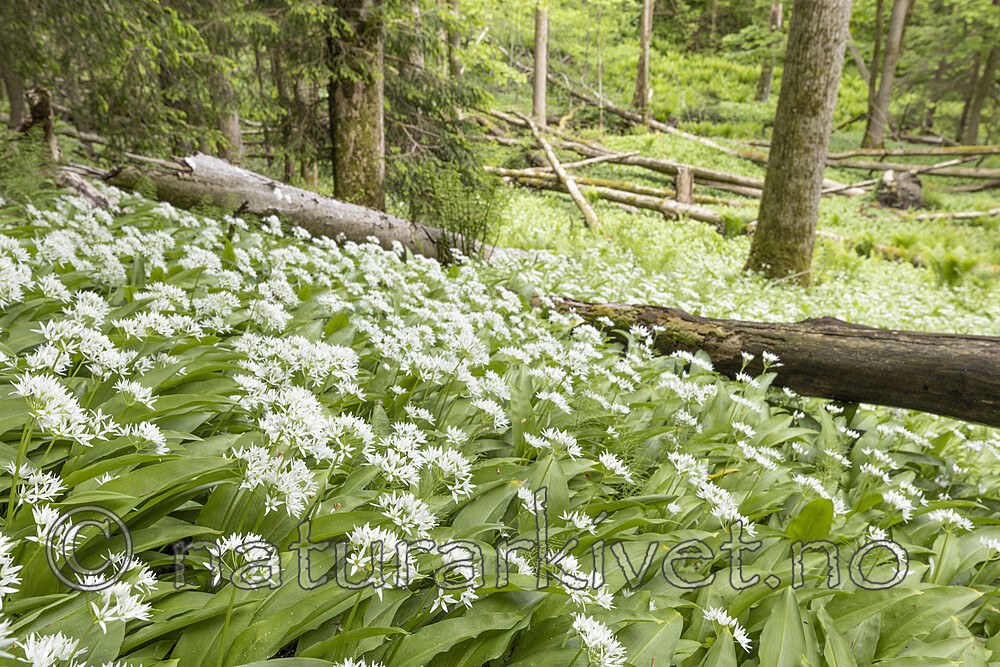 KA_220527_28 / Allium ursinum / Ramsløk