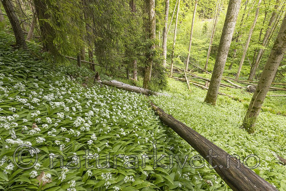 KA_220527_31 / Allium ursinum / Ramsløk