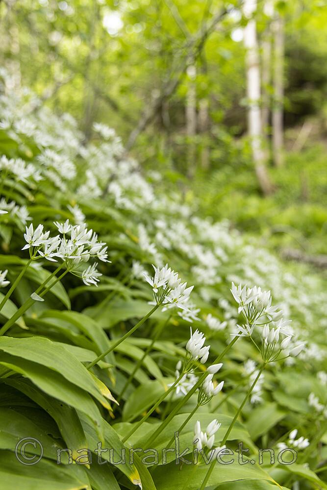 KA_220527_5 / Allium ursinum / Ramsløk