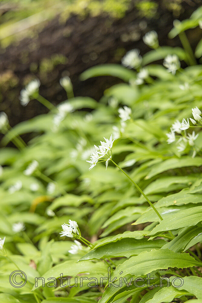 KA_220527_7 / Allium ursinum / Ramsløk