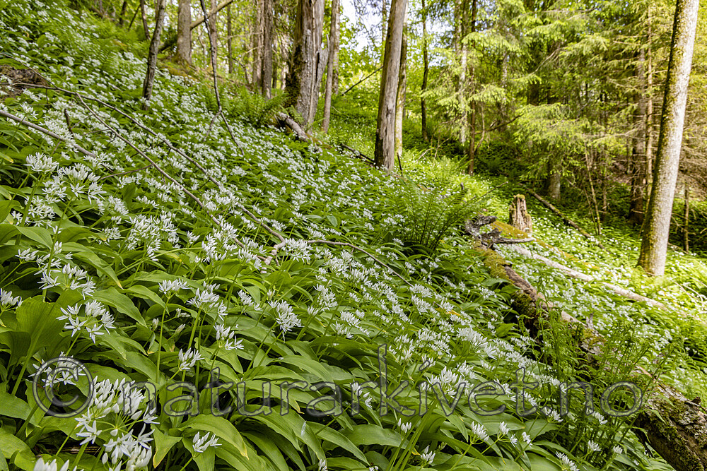 KA_220527_9 / Allium ursinum / Ramsløk