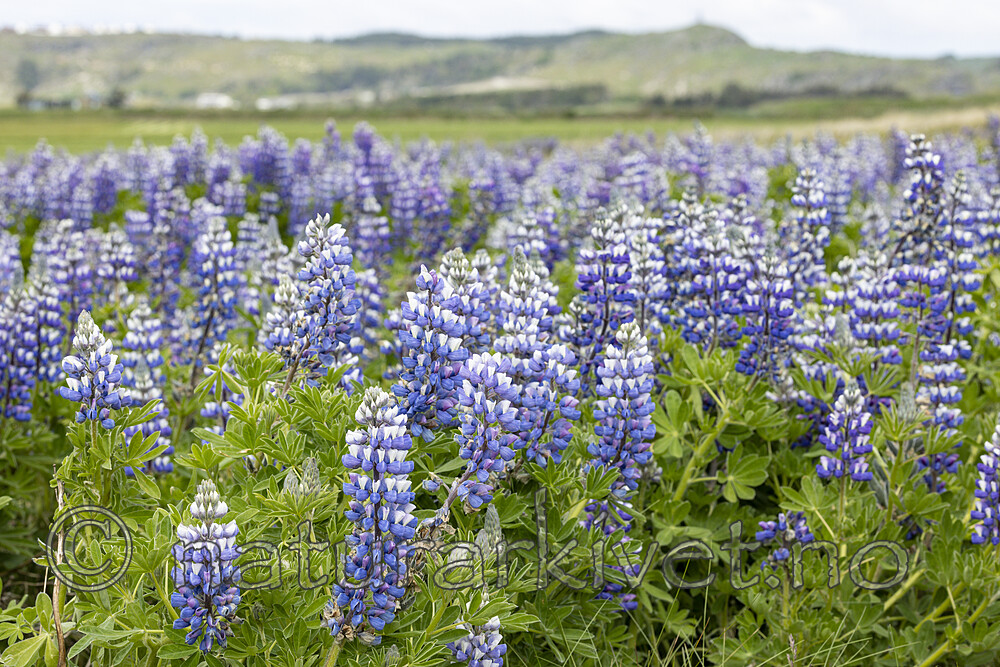 KA_220531_13 / Lupinus nootkatensis / Sandlupin