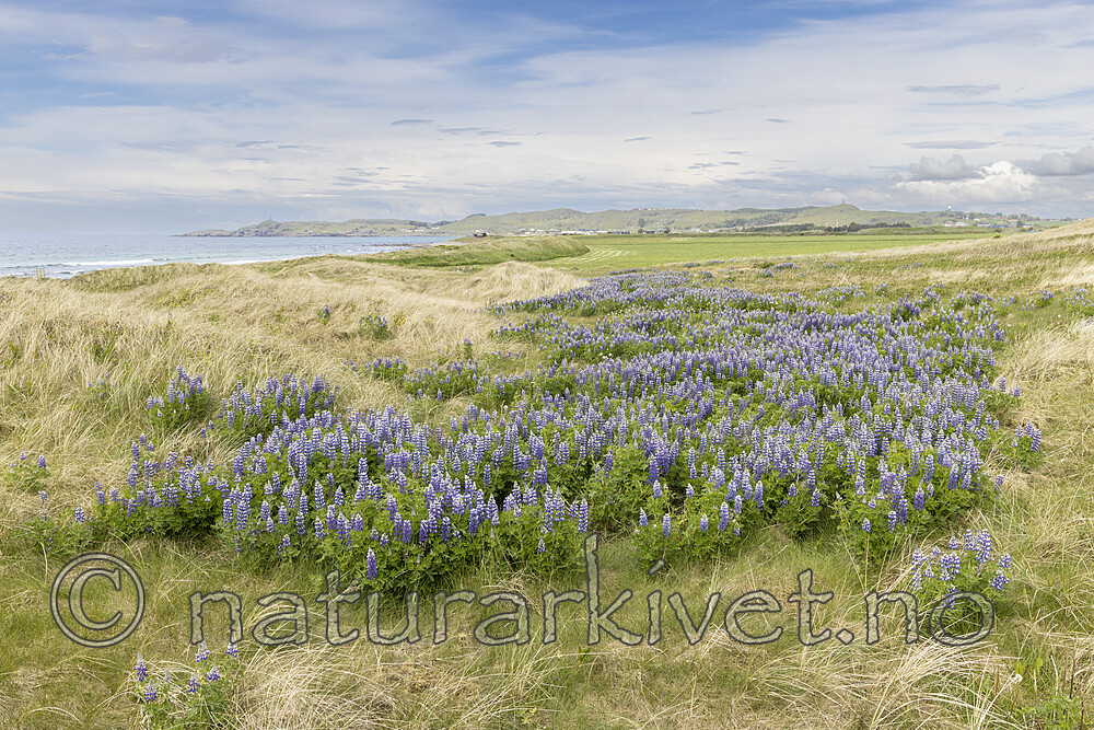 KA_220531_15 / Lupinus nootkatensis / Sandlupin