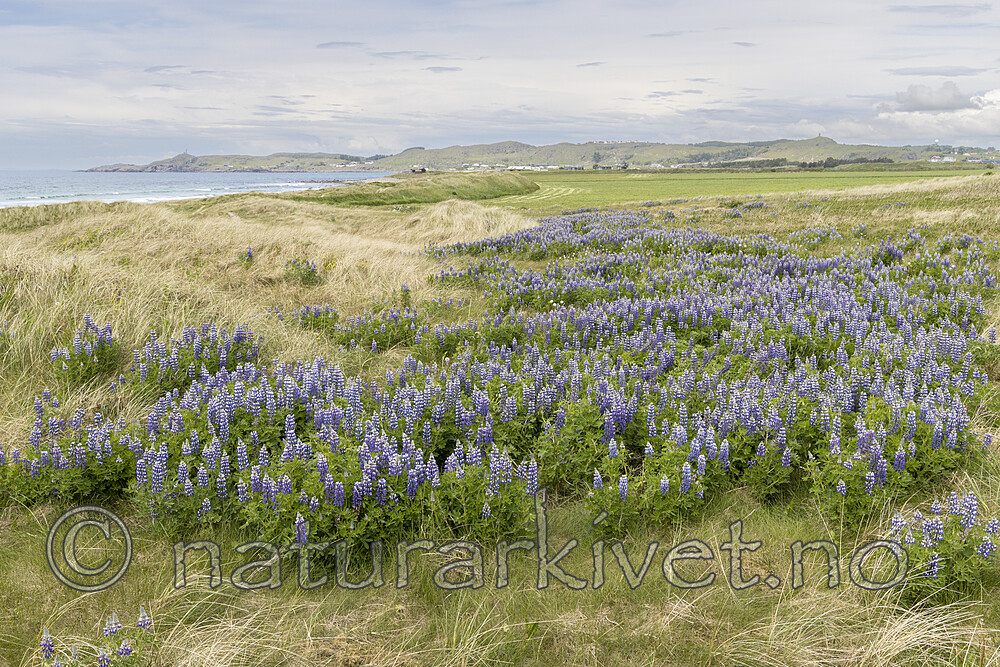KA_220531_16 / Lupinus nootkatensis / Sandlupin