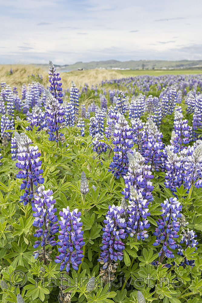 KA_220531_20 / Lupinus nootkatensis / Sandlupin