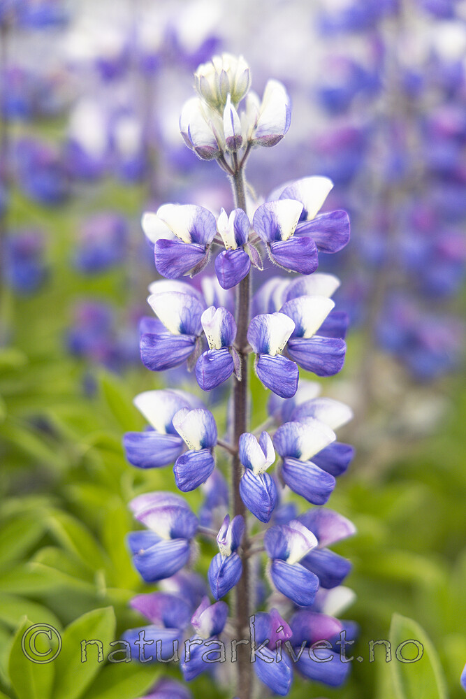 KA_220531_26 / Lupinus nootkatensis / Sandlupin