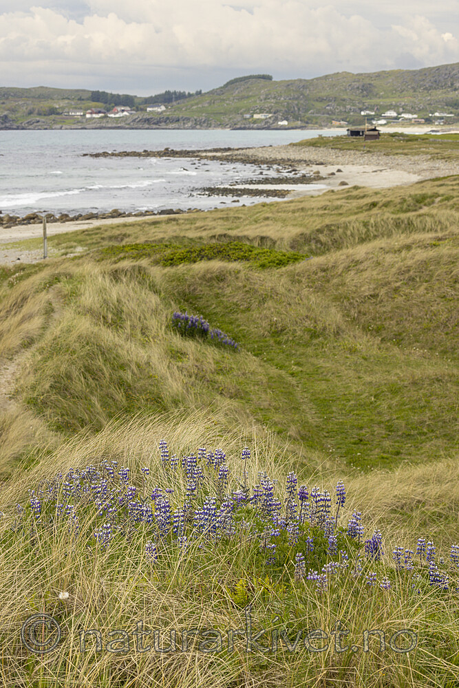 KA_220531_27 / Lupinus nootkatensis / Sandlupin