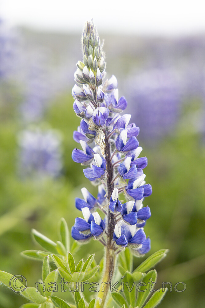 KA_220531_31 / Lupinus nootkatensis / Sandlupin