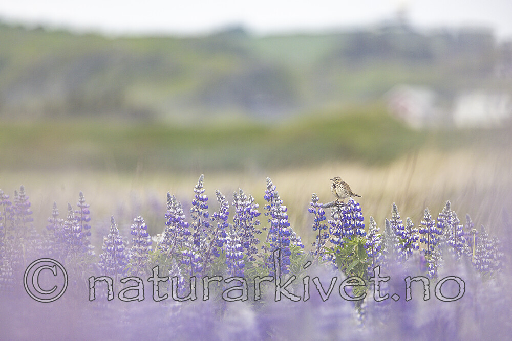 KA_220531_33 / Anthus pratensis / Heipiplerke <br /> Lupinus nootkatensis / Sandlupin