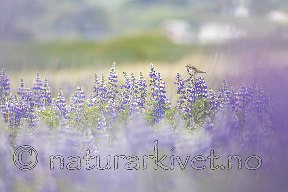 KA_220531_34 / Anthus pratensis / Heipiplerke <br /> Lupinus nootkatensis / Sandlupin