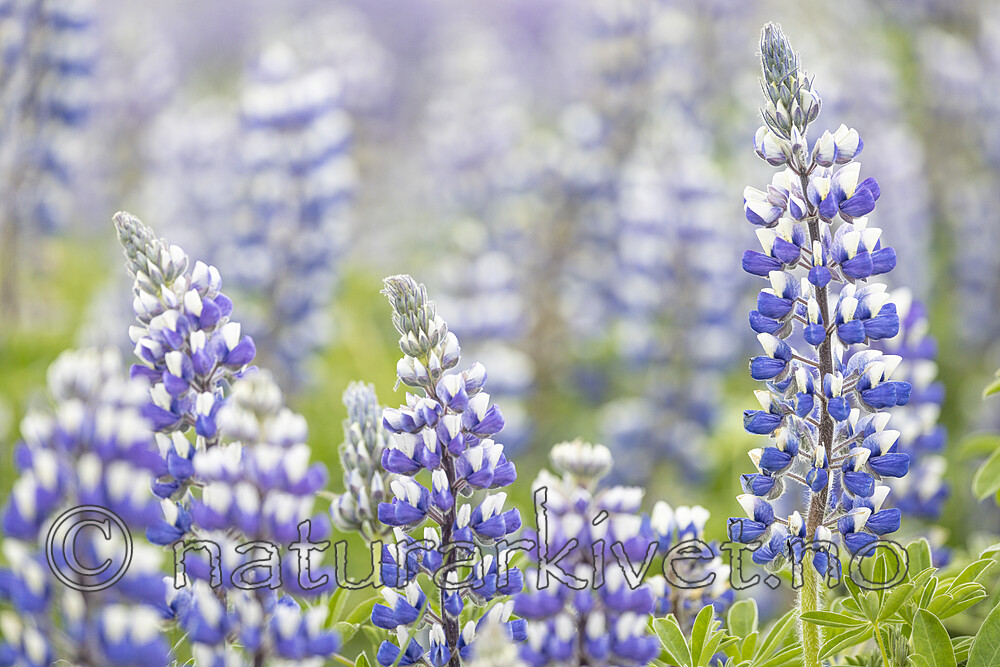 KA_220531_36 / Lupinus nootkatensis / Sandlupin
