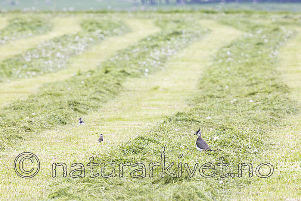 KA_220601_1 / Vanellus vanellus / Vipe